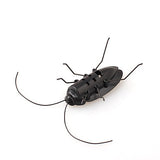 Solar Cockroach Robot Kit